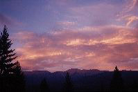 jb_swans-evening_001