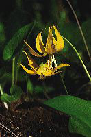 jb_glacierlily_4046