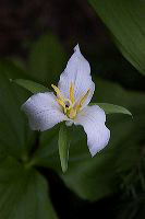 jb_trilium_5874