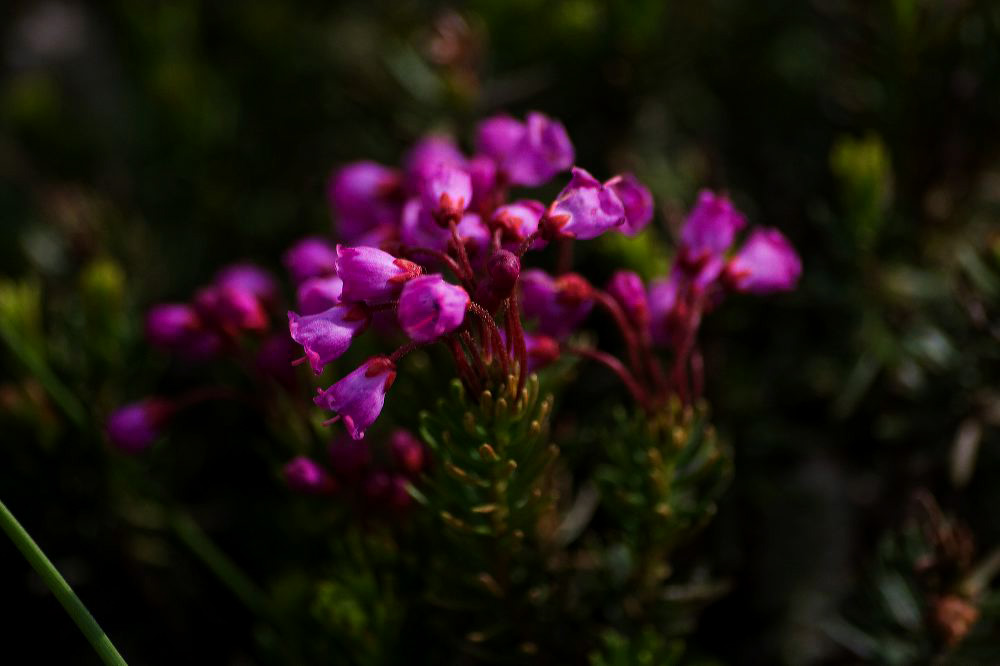 jb_alpineheather_5037.jpg