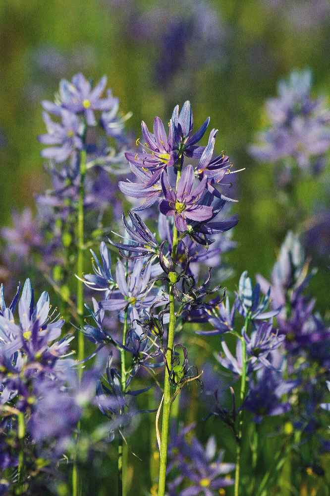 jb_camas_4420.jpg