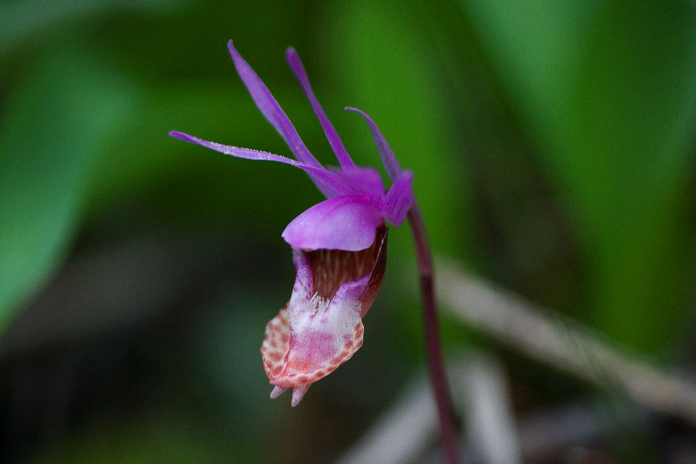 jb_fairyslipper_4016.jpg