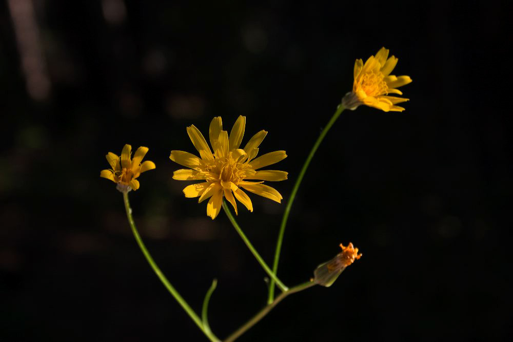 jb_hawksbeard_2499.jpg