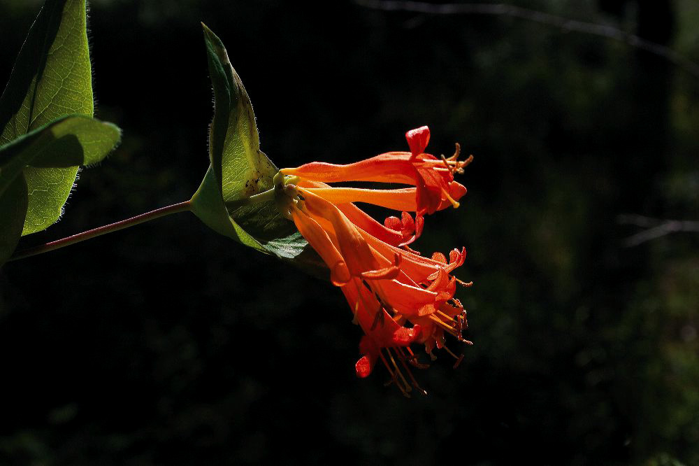 jb_honeysuckle_2467.jpg