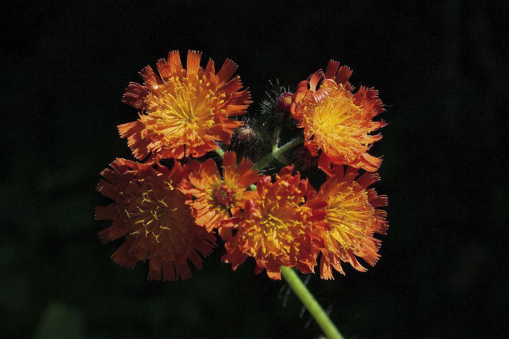 jb_orangehawkweed_01.jpg