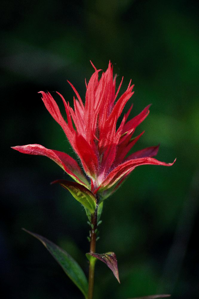 jb_scarletpaintbrush_4427.jpg