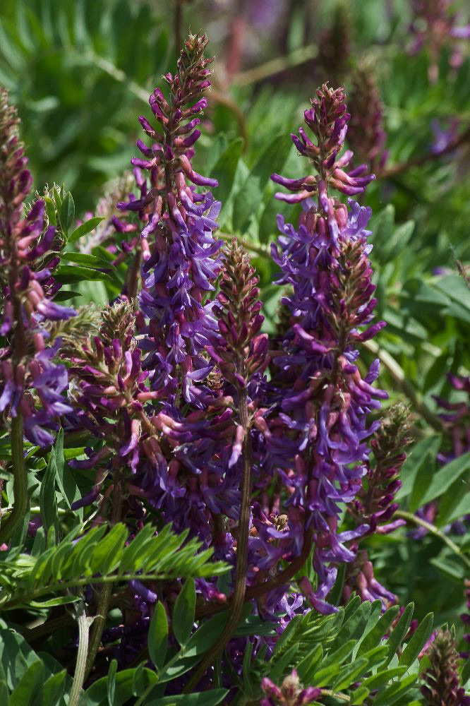 jb_vetch_4241.jpg
