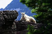 jb_babymtngoat_4936