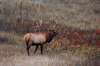 jb_bullelk_5457