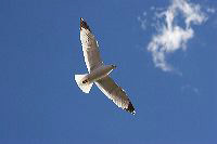 jb_gull_3505