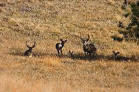 jb_muledeer_5487