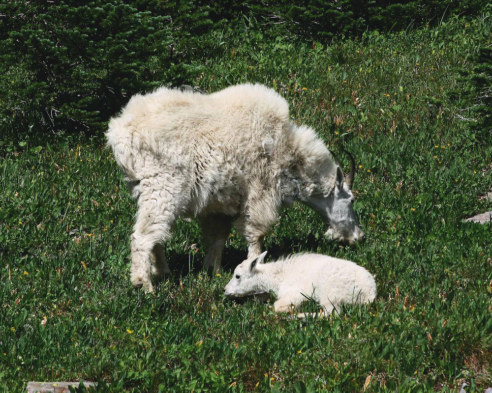 jb_mtngoats_4958.jpg