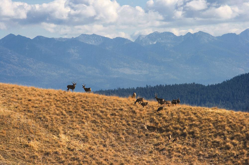 jb_muledeer_5509.jpg