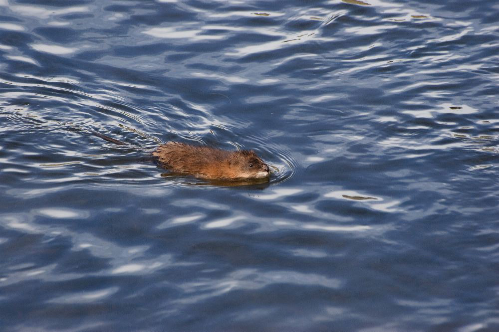 jb_muskrat_3475.jpg