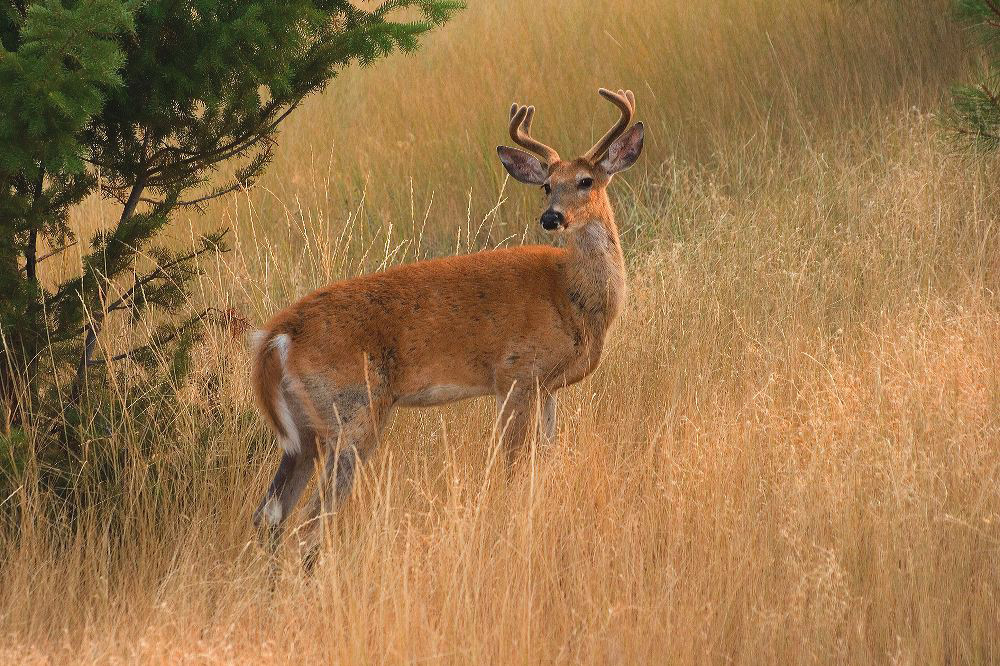 jb_whitetailbuck_5092.jpg